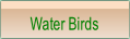 Water Birds.