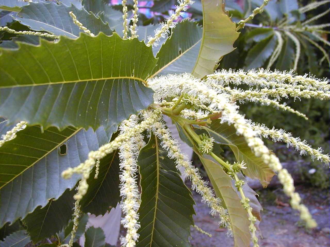close up photograph of american chestnut tree blooming