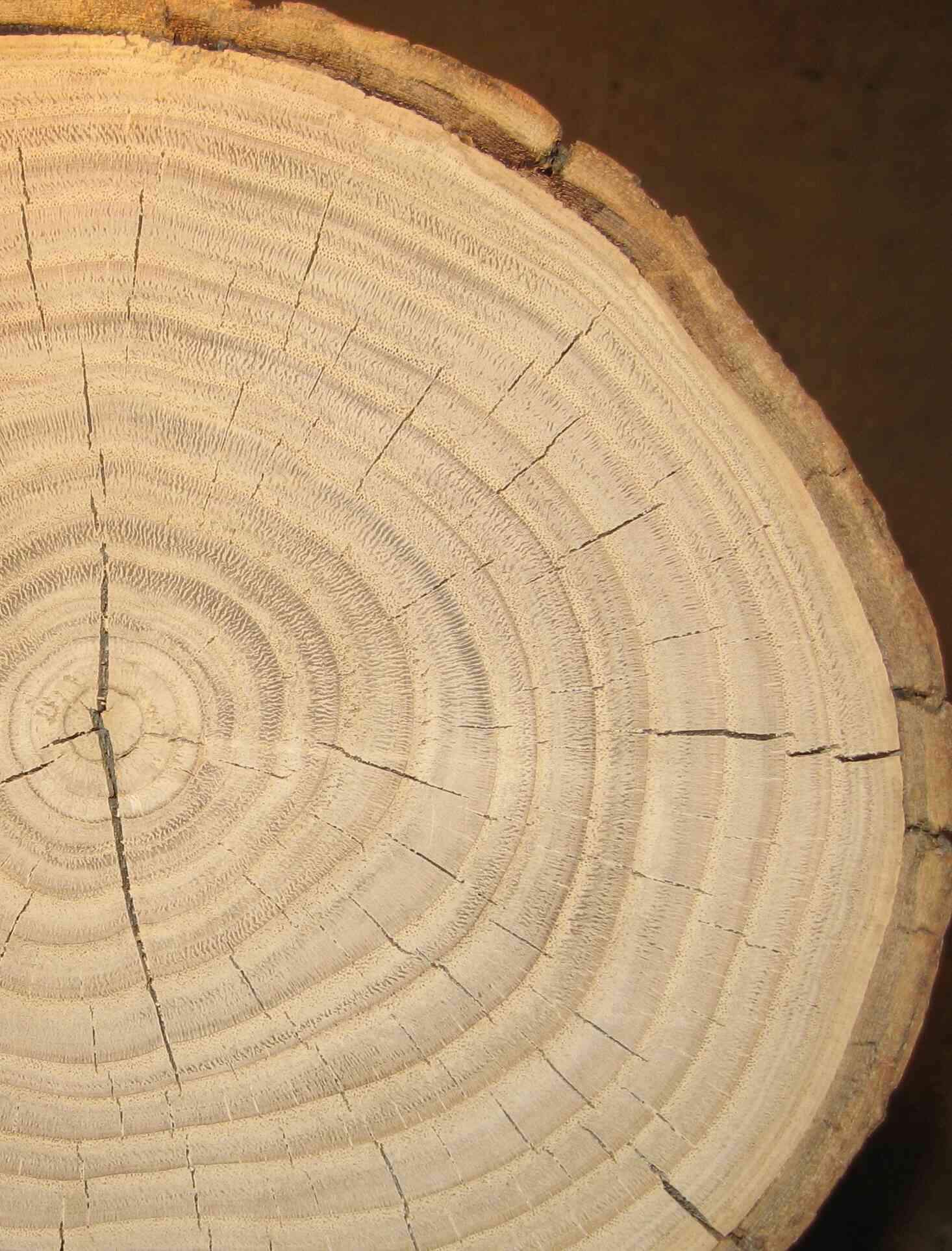 photograph of a cross section showing the dendrochronology of american chestnut wood