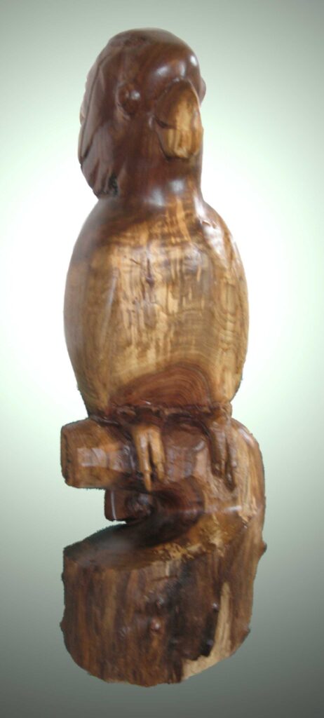 black walnut wood carving of a moluccan cockatoo by gary carver of carverscarvings