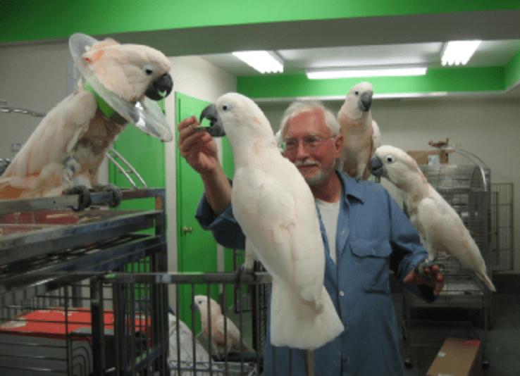 gary carver in his aviary surrounded by and feeding his pet parrots