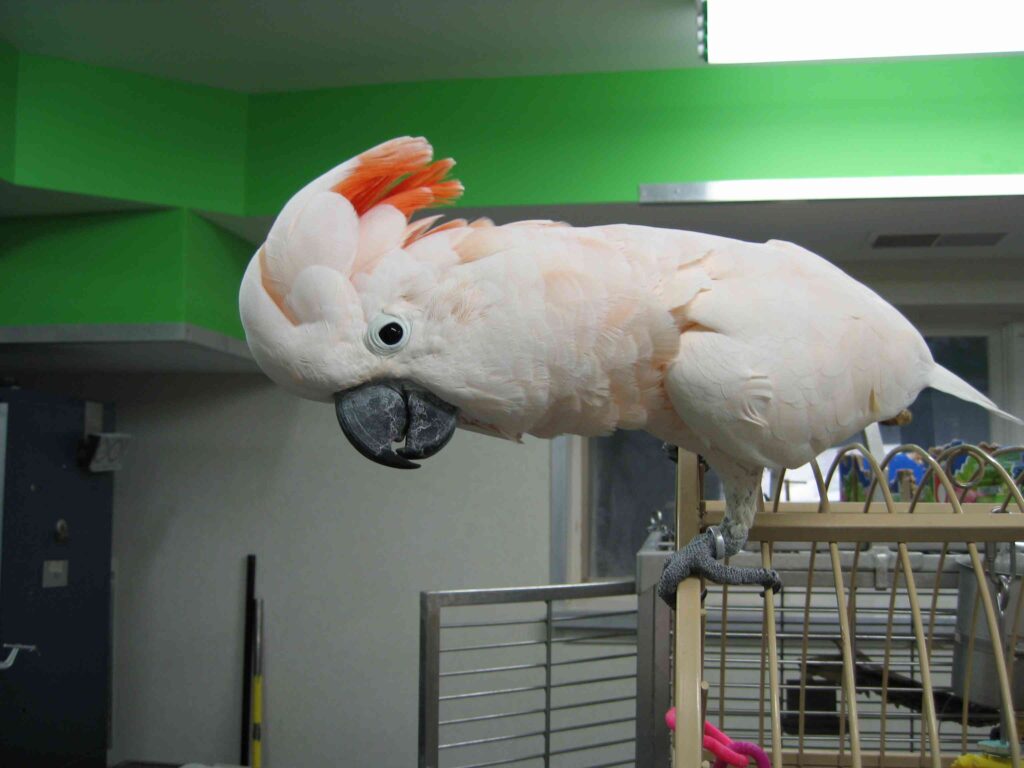 a photograph of gary carvers' pet moluccan cockatoo close up