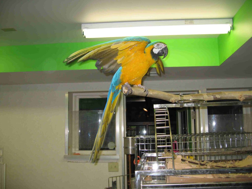 gary carvers' pet macaw parrot