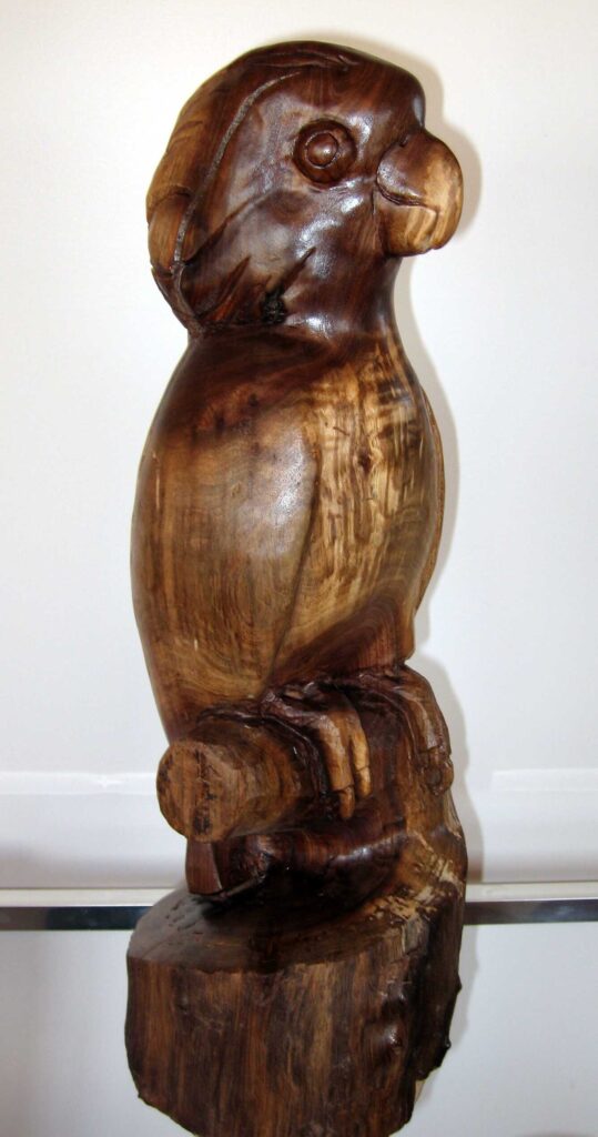 stylized black walnut wood carving of a moluccan cockatoo by gary carver of carverscarvings