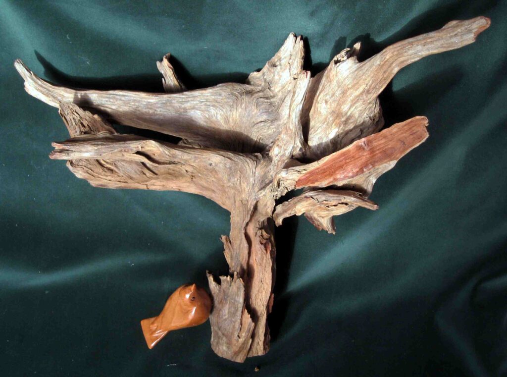 one stylized nuthatch wood carving on a root of a chestnut tree by gary carver of carverscarvings